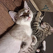 Winter is registered to the contest to win money with this photo: kitten, cat, sleeping, resting, wooden_floor, indoor, pet, animal, cute, fur, whiskers, paw, tabby, orange_cat, white_cat, young, playful, relaxed, domestic, companions