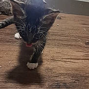 Socks is registered to the contest to win money with this photo: kitten, cat, wooden_floor, indoor, pet, animal, curious, walking, black_and_white, fur, resting_cat, light_source, glow, domestic, young_cat, close_up, floor, shadow, two_cats, home