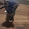 kitten, cat, wooden_floor, indoor, pet, animal, curious, walking, black_and_white, fur, resting_cat, light_source, glow, domestic, young_cat, close_up, floor, shadow, two_cats, home