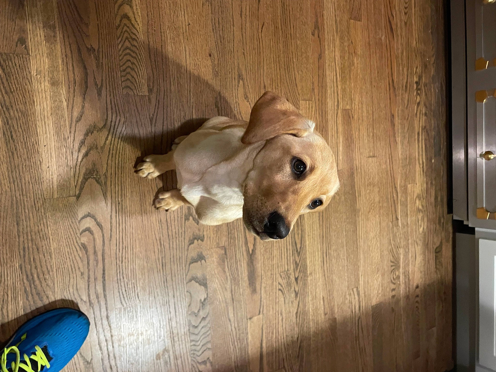 Olive joined the competition — help win amazing prizes! ball, canidae, carnivore, companion_dog, dog, dog_breed, dog_supply, fawn, floor, flooring, football, hardwood, pet_supply, plywood, snout, sporting_group, tail, wood, wood_stain, working_animal