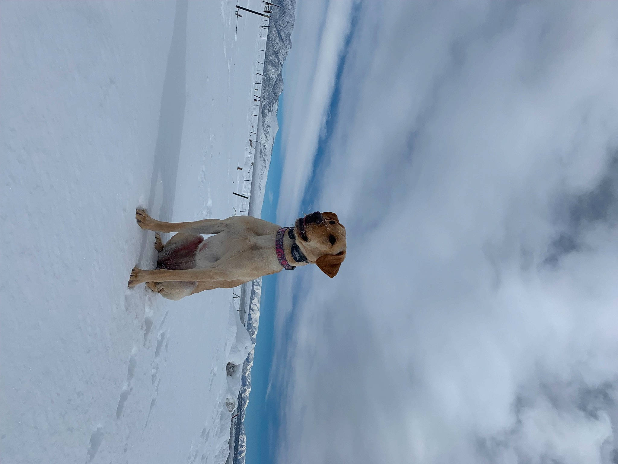 Olive is registered to the contest to win money with this photo: adventure, cloud, elbow, freezing, fun, recreation, sky, slope, snow, sports_equipment, water, winter, wood