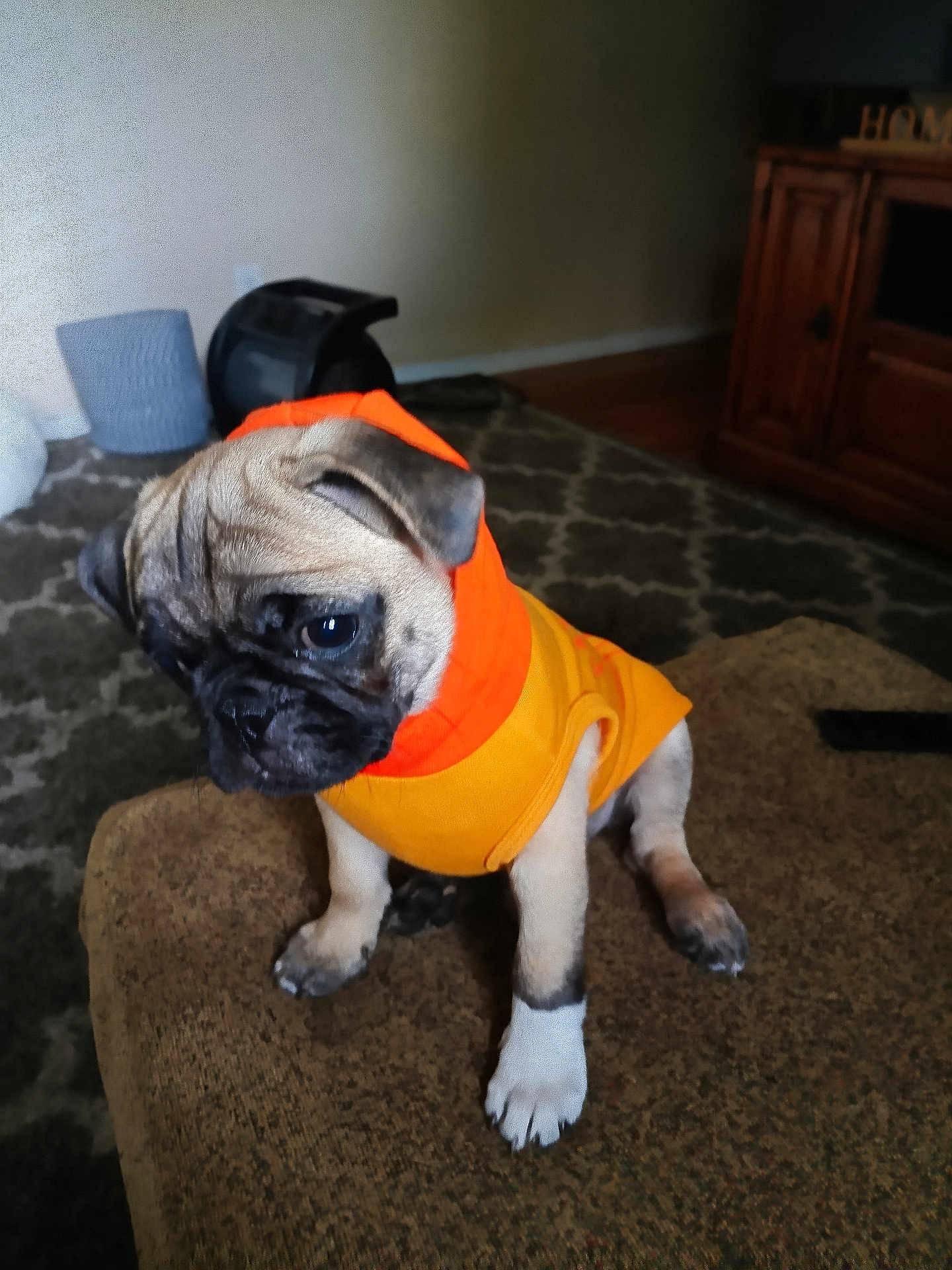 Espi joined the competition — help win amazing prizes! animal, brown, carpet, cozy, curious, cute, dog, domestic_animal, furniture, hoodie, indoor, living_room, orange_clothing, pet, portrait, pug, puppy, sitting, small_dog, yellow_clothing
