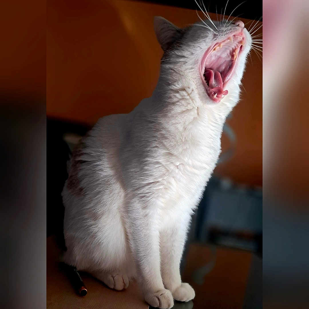 Fantine participe au concours pour gagner de l'argent avec cette photo : cat, white_cat, yawning, pet, animal, fur, whiskers, sitting, mouth_open, teeth, tongue, indoor, blurred_background, closeup, feline, cute, domestic_cat, mammal, portrait, relaxed