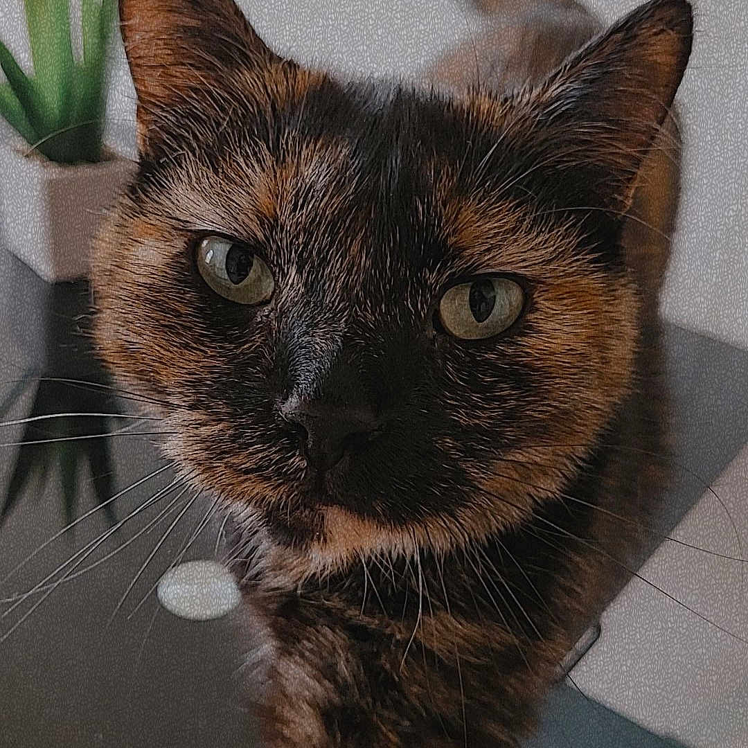 Seika participe au concours pour gagner de l'argent avec cette photo : animal, cat, close_up, curious, domestic, eyes, face, feline, fur, green_plant, indoor, paw, pet, portrait, potted_plant, reflection, table, tortoiseshell, whiskers, wood_floor