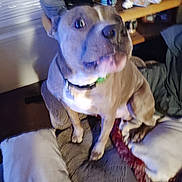 Gizmo joined the competition — help win amazing prizes! dog, canine, pet, sitting, couch, indoors, living_room, collar, short_hair, brown, white, muscular, close_up, portrait, looking_at_camera, blue_lighting, blanket, furniture, home, cluttered_background