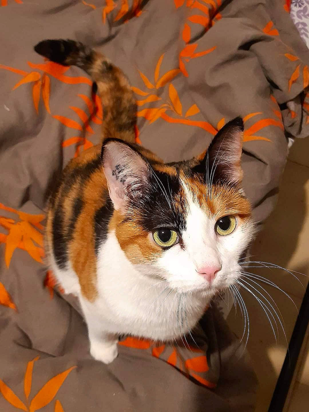 Khaleesi a rejoint le concours — aidez-le/la à gagner de superbes lots ! aegean_cat, american_wirehair, carnivore, cat, domestic_short_haired_cat, european_shorthair, felidae, fur, kitten, mammal, small_to_medium_sized_cats, snapshot, tabby_cat, whiskers