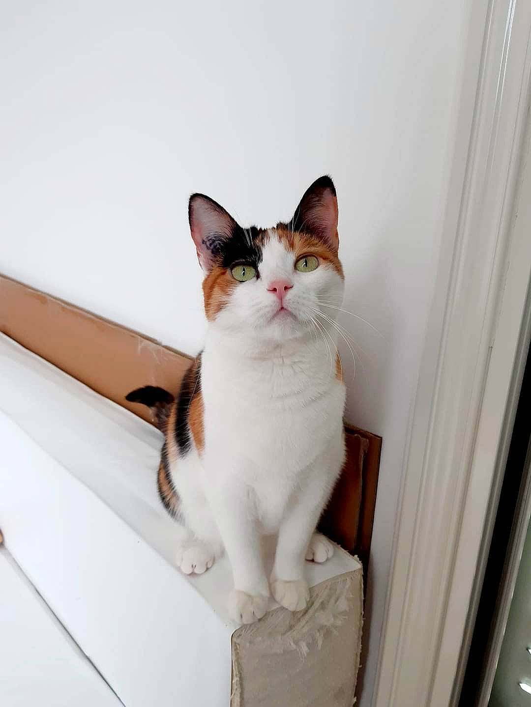 Khaleesi participe au concours pour gagner de l'argent avec cette photo : aegean_cat, american_wirehair, carnivore, cat, domestic_short_haired_cat, fawn, felidae, kitten, small_to_medium_sized_cats, tail, whiskers, window