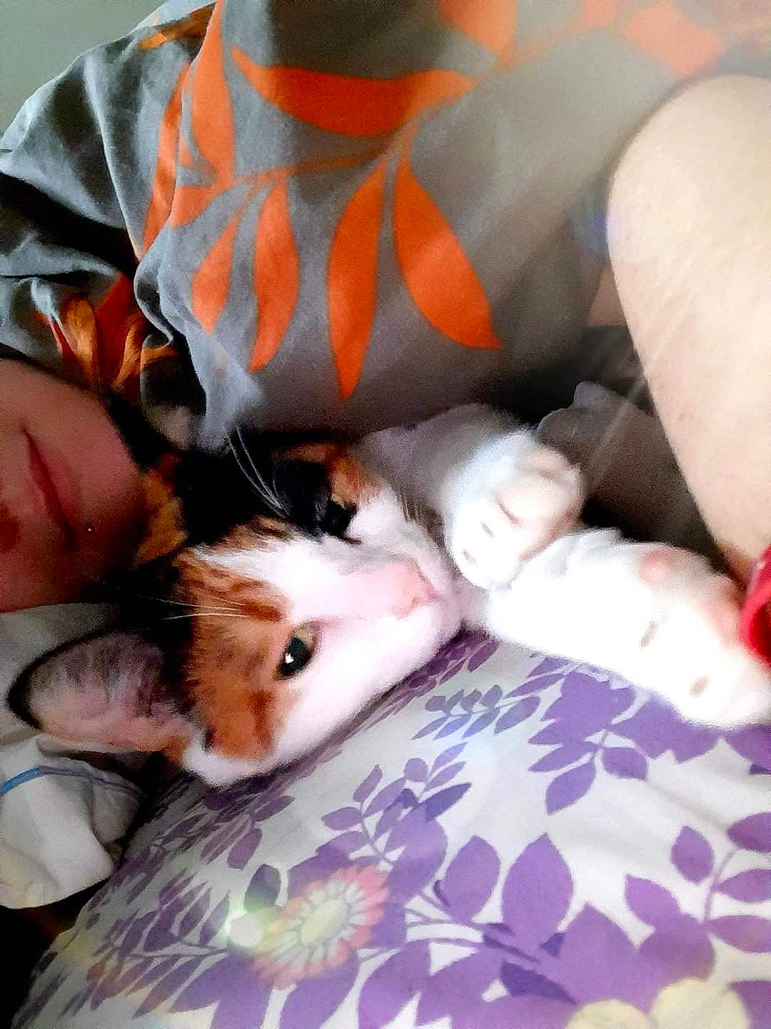 Khaleesi a rejoint le concours — aidez-le/la à gagner de superbes lots ! carnivore, cat, fawn, felidae, hamster, kitten, mouse, muridae, rat, rodent, small_to_medium_sized_cats, whiskers