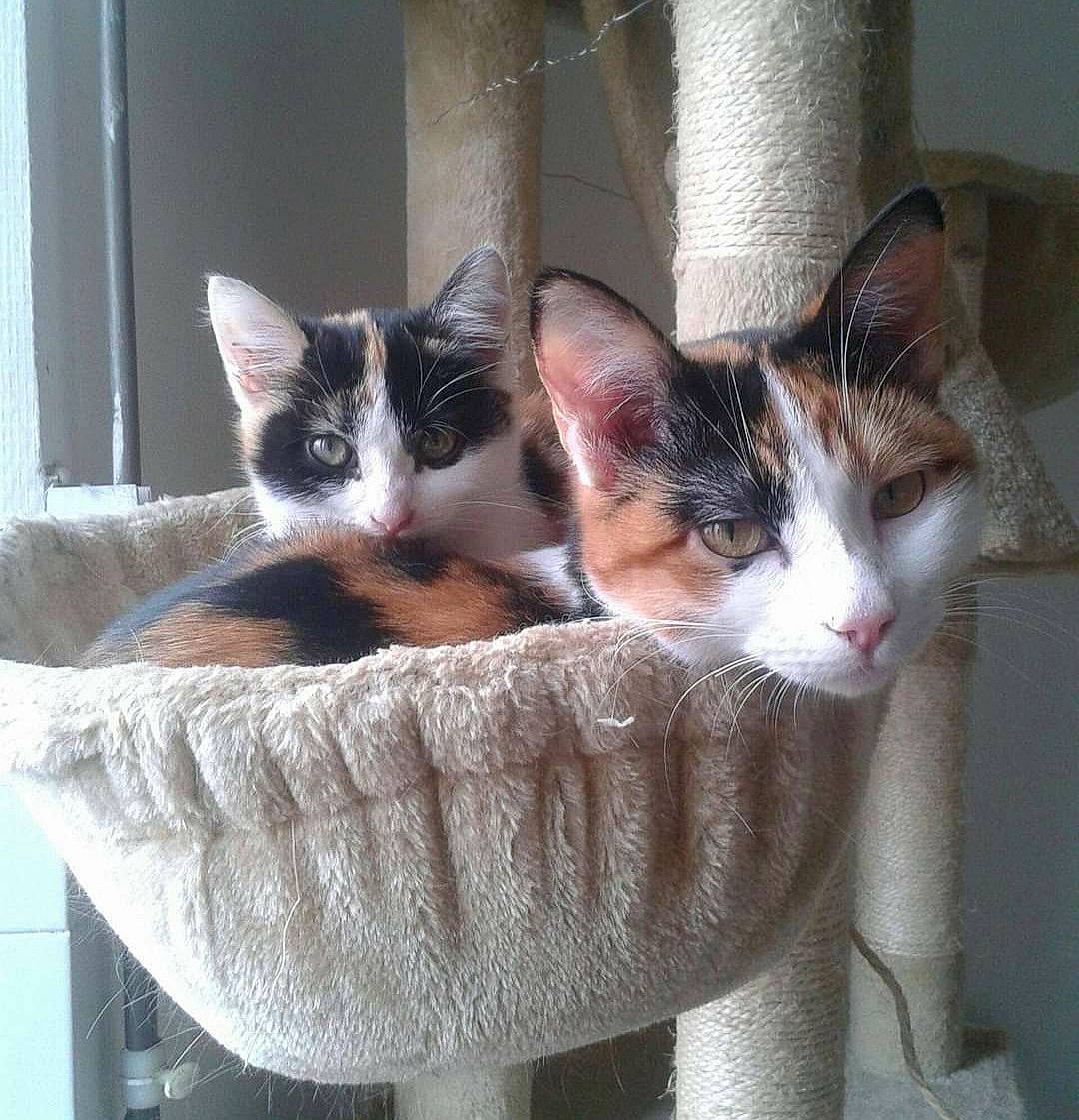 Khaleesi participe au concours pour gagner de l'argent avec cette photo : aegean_cat, carnivore, cat, domestic_short_haired_cat, european_shorthair, felidae, kitten, mammal, polydactyl_cat, small_to_medium_sized_cats, turkish_van, whiskers