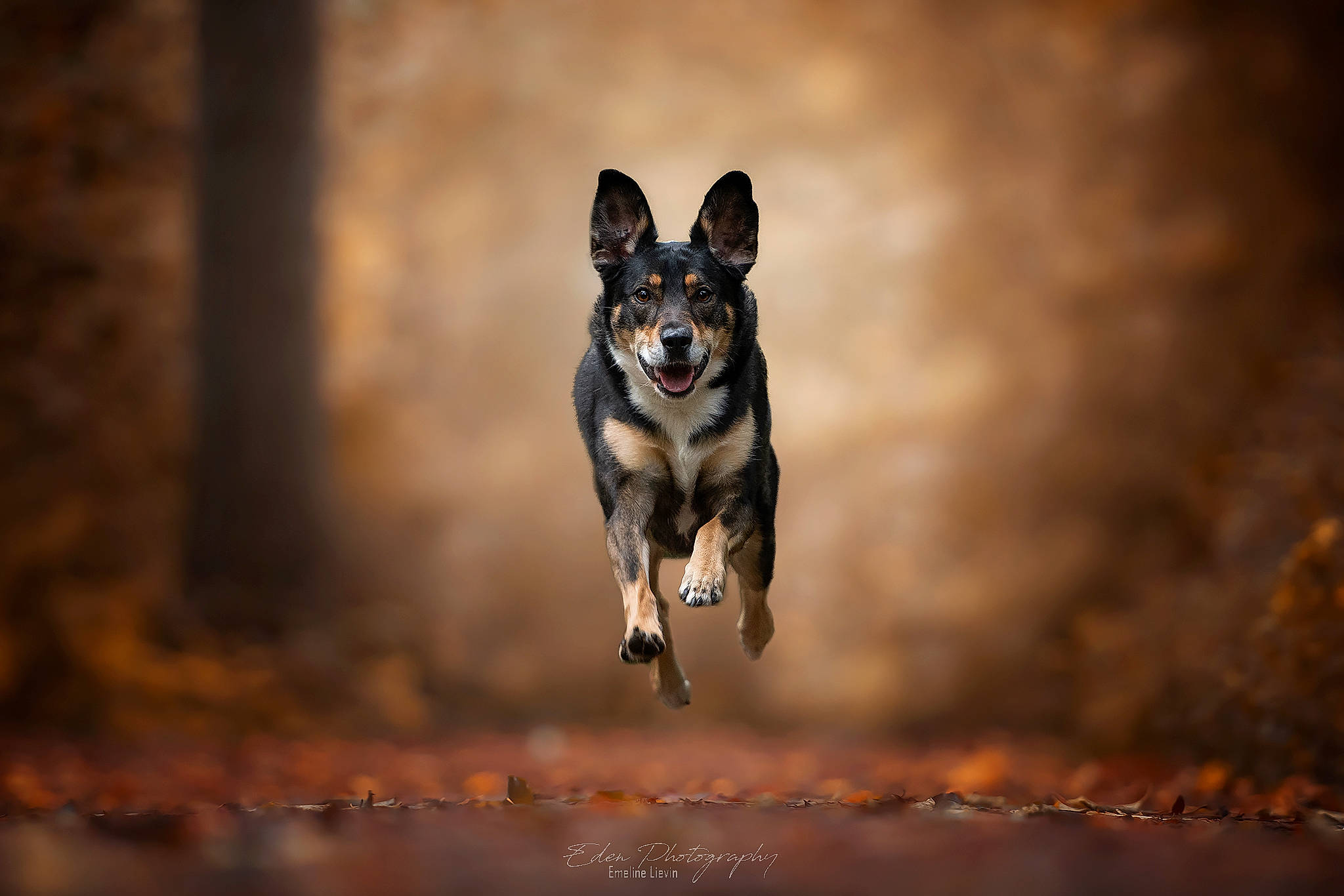 Kira participe au concours pour gagner de l'argent avec cette photo : autumn, canidae, canis, carnivore, dog, dog_breed, forest, hunting_dog, lapponian_herder, mammal, sky, swedish_vallhund, vertebrate, wildlife, wolfdog, working_dog
