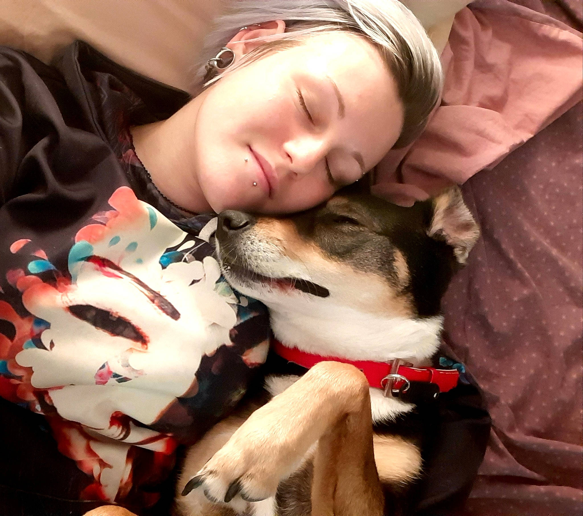 Kira participe au concours pour gagner de l'argent avec cette photo : alaskan_klee_kai, canidae, carnivore, cheek, companion_dog, dog, dog_breed, mouth, puppy, puppy_love, siberian_husky