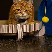 Fang is registered to the contest to win money with this photo: cat, ginger_cat, striped, cardboard, scratcher, toy, indoor, floor, wooden_floor, pet, feline, close_up, animal, cute, whiskers, ears, collar, playful, relaxed, looking