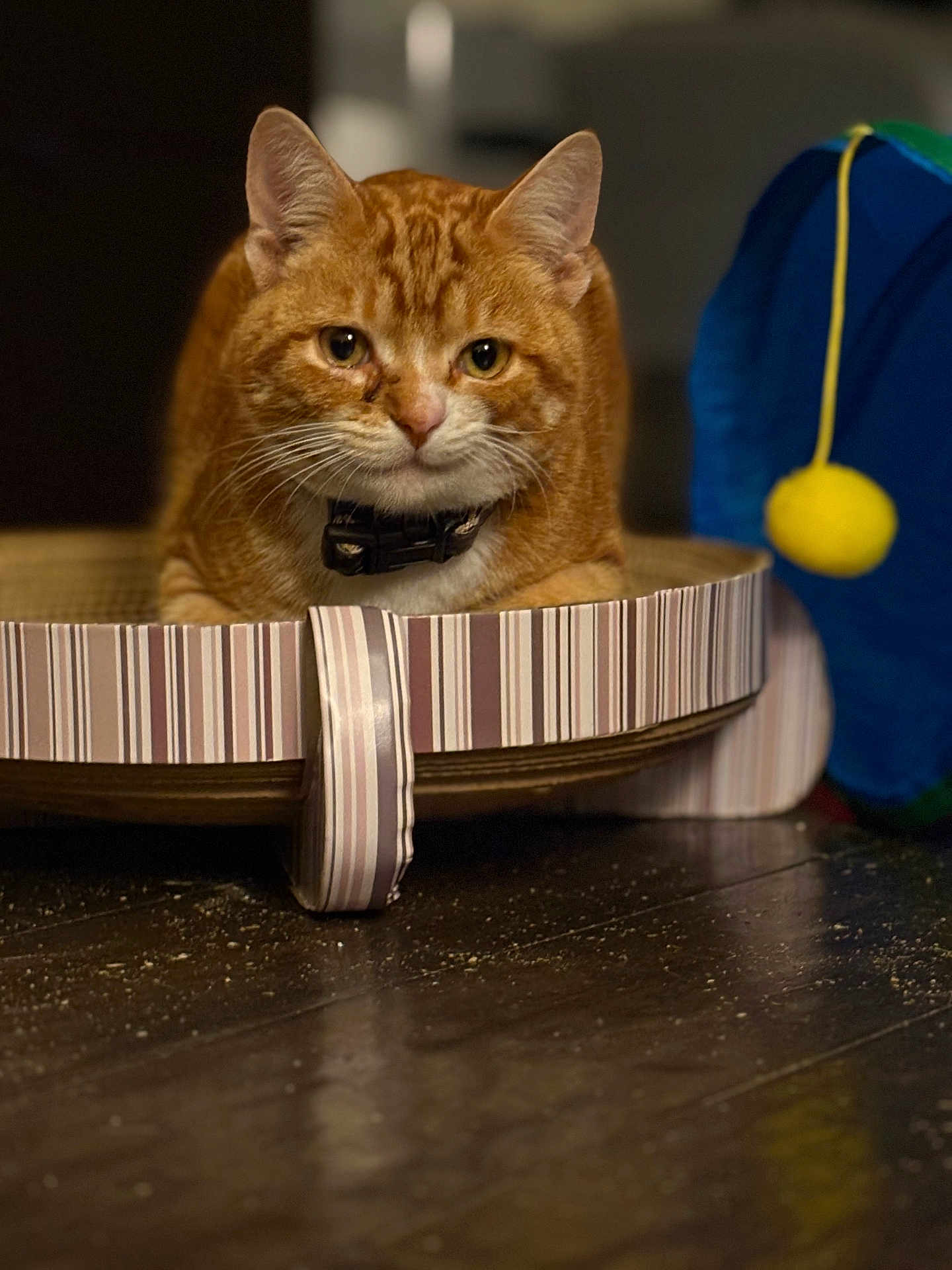 Fang is registered to the contest to win money with this photo: cat, ginger_cat, striped, cardboard, scratcher, toy, indoor, floor, wooden_floor, pet, feline, close_up, animal, cute, whiskers, ears, collar, playful, relaxed, looking