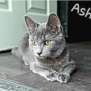 Ash joined the competition — help win amazing prizes! cat, gray_cat, pet, animal, indoor, floor, fur, whiskers, ears, yellow_eyes, relaxed, lying_down, close_up, domestic_cat, portrait, feline, paw, resting, cute, named