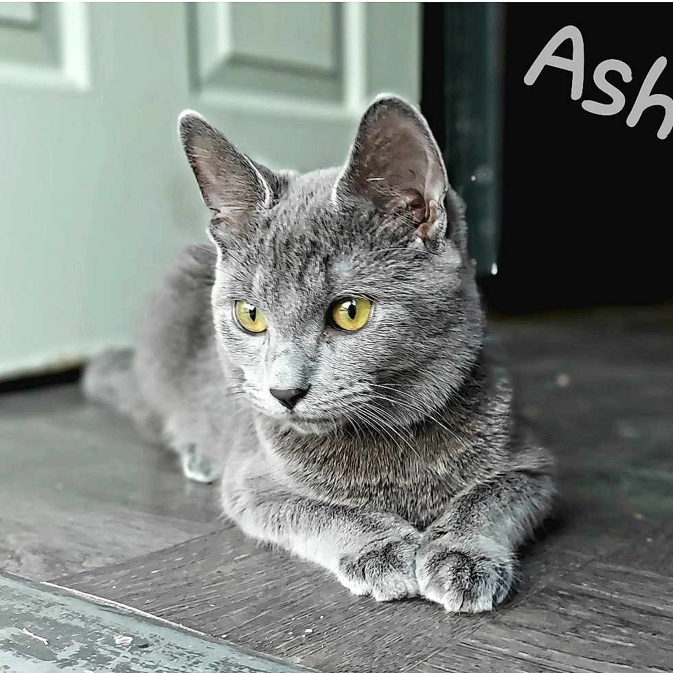 Ash joined the competition — help win amazing prizes! cat, gray_cat, pet, animal, indoor, floor, fur, whiskers, ears, yellow_eyes, relaxed, lying_down, close_up, domestic_cat, portrait, feline, paw, resting, cute, named