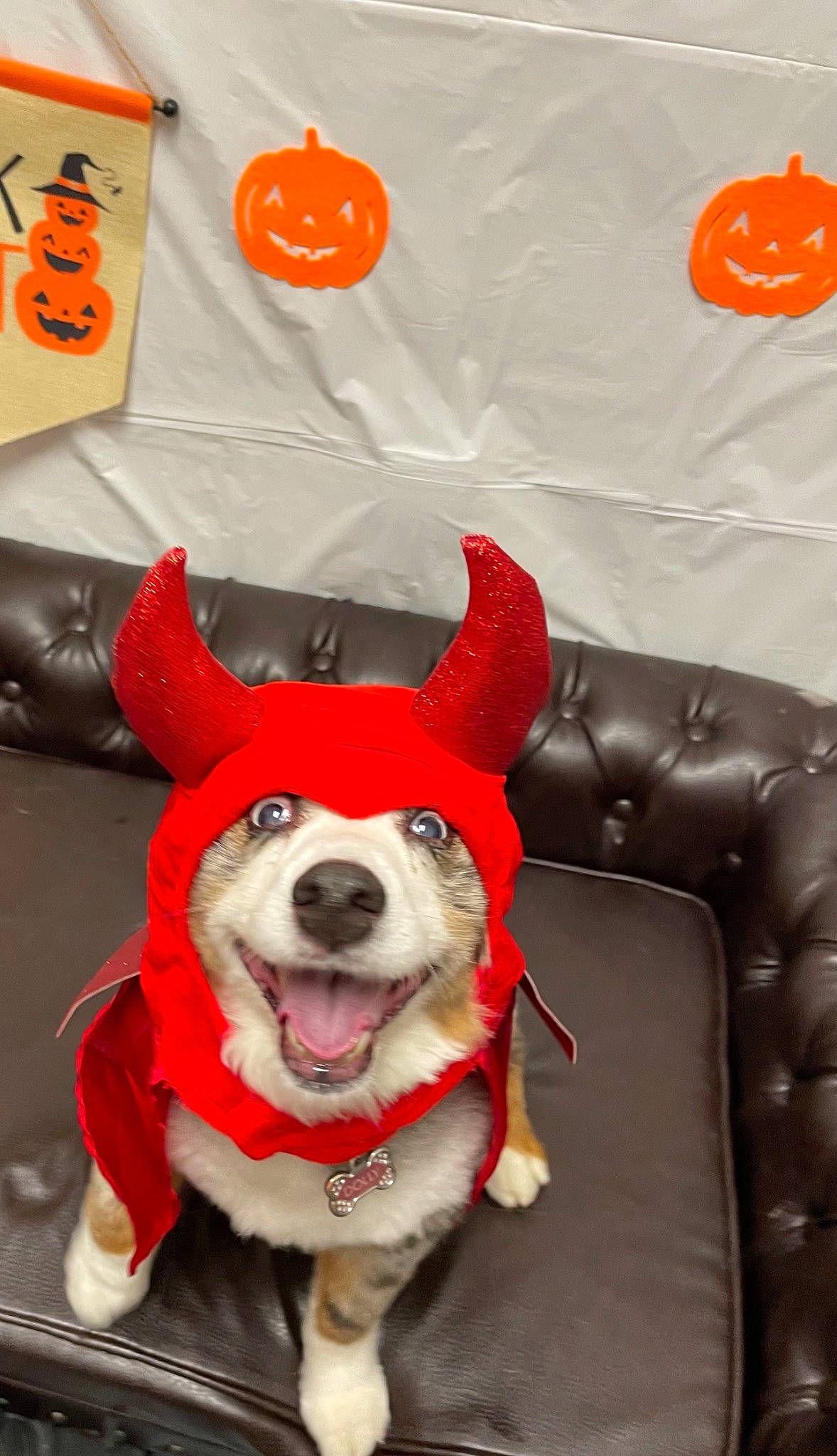 Dolly is registered to the contest to win money with this photo: carmine, carnivore, christmas, collar, companion_dog, costume_hat, dog, dog_breed, dog_clothes, dog_collar, dog_supply, fawn, fictional_character, fur, leash, logo, party_hat, red, white, working_animal