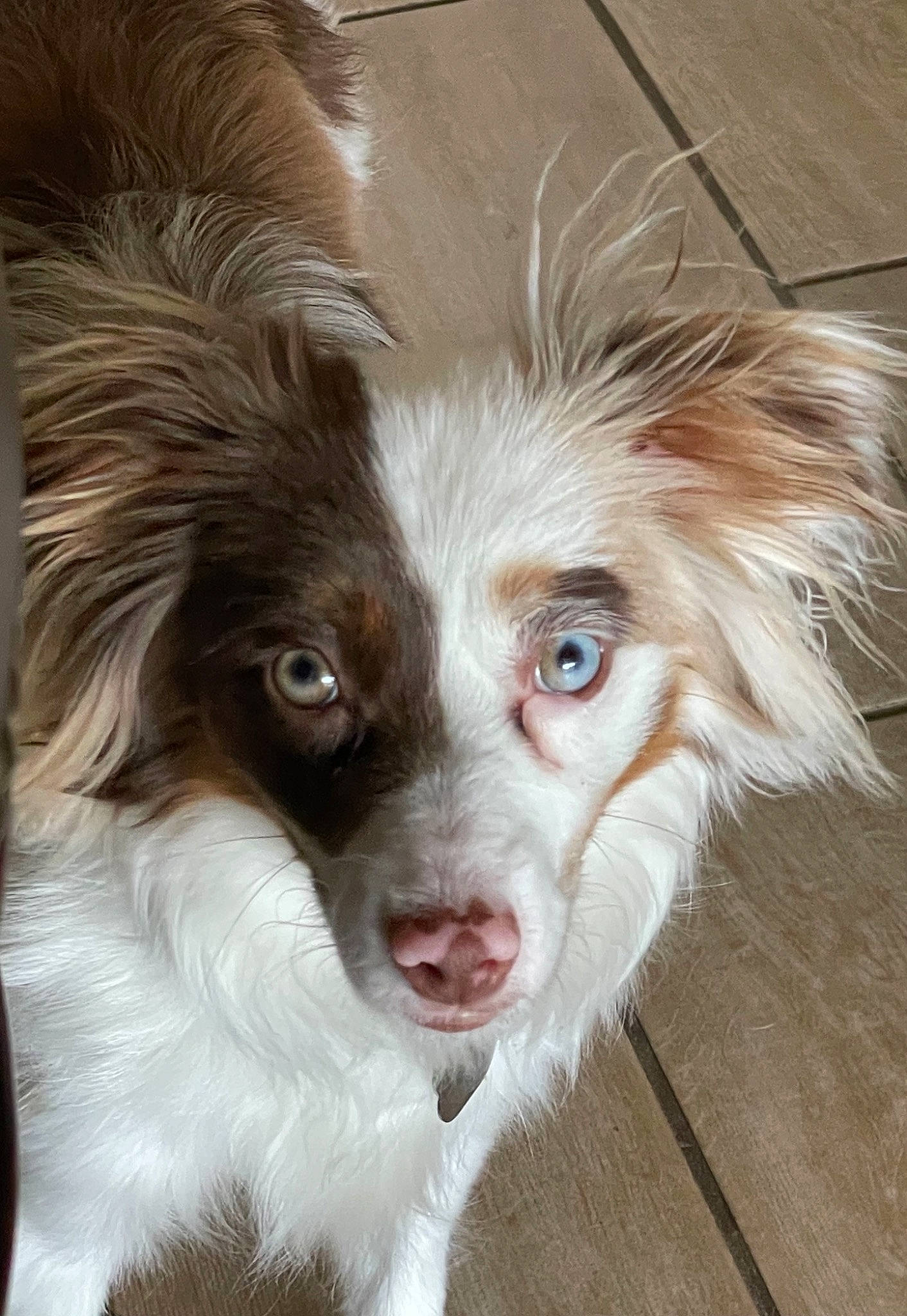 Wrangler joined the competition — help win amazing prizes! australian_shepherd, border_collie, carnivore, companion_dog, dog, dog_breed, ear, eye, fur, head, iris, liver, snout, sporting_group, whiskers