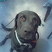 Princess joined the competition — help win amazing prizes! dog, black_dog, pet, indoor, floor, collar, looking_up, stars, moon, decorations, chair, magic, sparkles, cute, animal, canine, adorable, sitting, domestic_animal, household