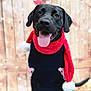 animal, black_dog, cheerful, costume, cute, dog, festive, happy, holiday, indoors, pet, portrait, red_scarf, scarf, sitting, smiling, tongue_out, warm_lighting, winter, wooden_background