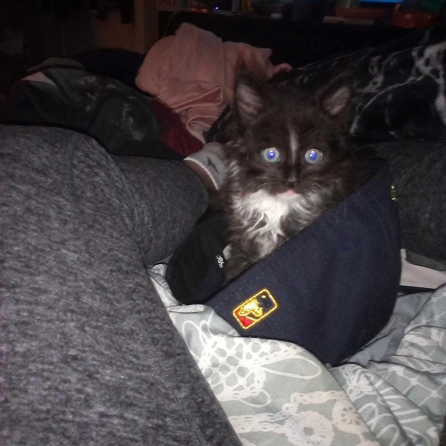 Keno joined the competition — help win amazing prizes! animal, architecture, bed, bedroom, blanket, canine, cat, clothing, couch, cushion, dog, furniture, glove, homedecor, indoors, kitten, linen, pet, puppy, room
