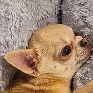 Savanah a rejoint le concours — aidez-le/la à gagner de superbes lots ! bedding, blanket, brown_fur, chihuahua, closeup, companion, cozy, dog, ear, eye, fur, indoor, nose, paw, pet, portrait, resting, small_dog, snout, whiskers