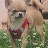 Savanah participe au concours pour gagner de l'argent avec cette photo : backyard, chihuahua, cute, daisies, dog, ears, flowers, fur, grass, harness, outdoor, paws, pet, portrait, red_harness, small_dog, snout, standing, tail, whiskers