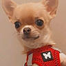 alert, animal, beige_background, chihuahua, close_up, companion, cute, dog, domestic_animal, ears, friendly, fur, indoor, looking, mammal, pet, portrait, red_harness, small_dog, wide_eyes
