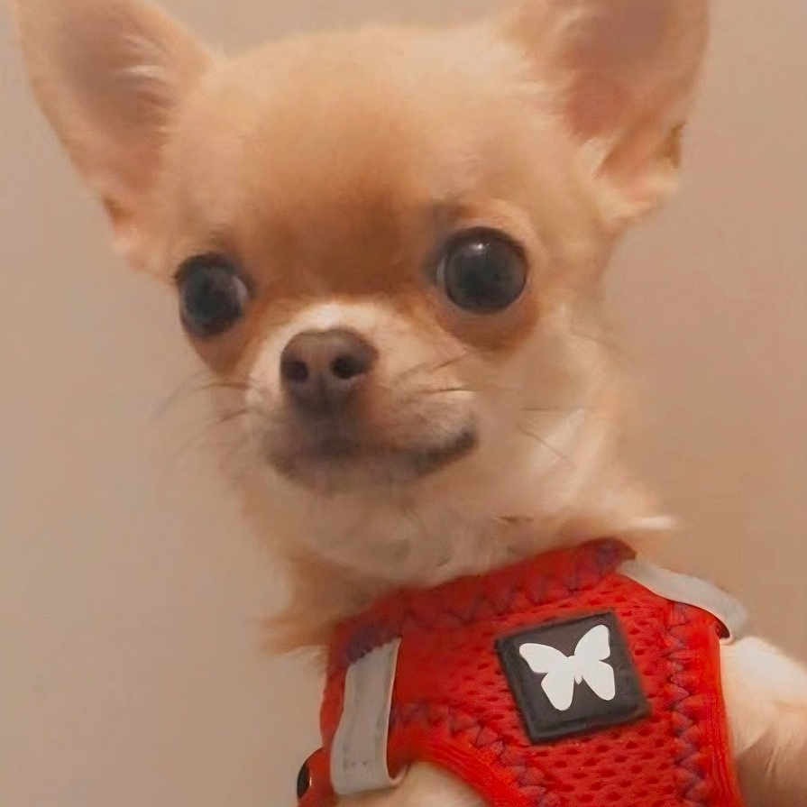 Savanah participe au concours pour gagner de l'argent avec cette photo : alert, animal, beige_background, chihuahua, close_up, companion, cute, dog, domestic_animal, ears, friendly, fur, indoor, looking, mammal, pet, portrait, red_harness, small_dog, wide_eyes