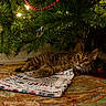 Niko joined the competition — help win amazing prizes! cat, kitten, christmas_tree, gift_bag, holiday, decorations, carpet, indoor, curious, fluffy, tabby, festive, lights, greenery, ornaments, home, floor, animal, cute, pet