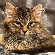 Niko is registered to the contest to win money with this photo: cat, tabby, fluffy, pet, animal, feline, closeup, portrait, whiskers, ears, fur, eyes, indoor, couch, blanket, relaxed, cute, mammal, domestic, resting