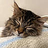 Niko joined the competition — help win amazing prizes! cat, tabby, sleeping, fur, close_up, cozy, blanket, pet, animal, whiskers, ears, face, relaxation, cute, domestic_cat, feline, resting, fluffy, peaceful, indoor