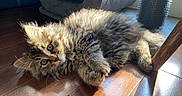 Niko is registered to the contest to win money with this photo: kitten, cat, fluffy, fur, wooden_floor, sunlight, pet, indoor, animal, cute, curious, relaxed, scratching_post, cat_bed, tabby, whiskers, paw, ears, young, domestic_cat