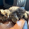 kitten, cat, fluffy, fur, wooden_floor, sunlight, pet, indoor, animal, cute, curious, relaxed, scratching_post, cat_bed, tabby, whiskers, paw, ears, young, domestic_cat