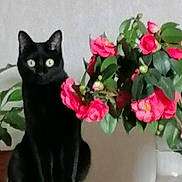 Opium a rejoint le concours — aidez-le/la à gagner de superbes lots ! black_cat, cat, flower, pink_flower, vase, plant, green_leaves, indoor, pet, animal, sitting, still_life, home, table, decor, nature, feline, cute, domestic_animal, leaf