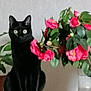 black_cat, cat, flower, pink_flower, vase, plant, green_leaves, indoor, pet, animal, sitting, still_life, home, table, decor, nature, feline, cute, domestic_animal, leaf