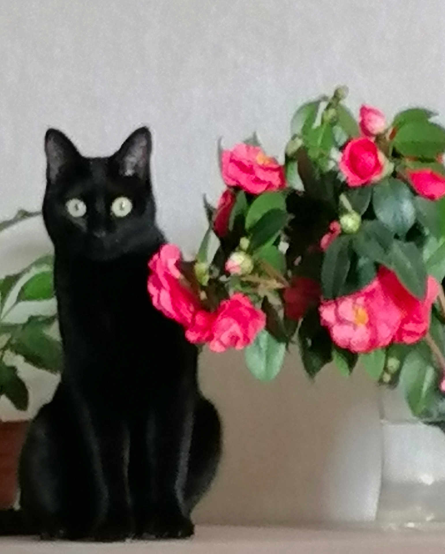 Opium a rejoint le concours — aidez-le/la à gagner de superbes lots ! black_cat, cat, flower, pink_flower, vase, plant, green_leaves, indoor, pet, animal, sitting, still_life, home, table, decor, nature, feline, cute, domestic_animal, leaf