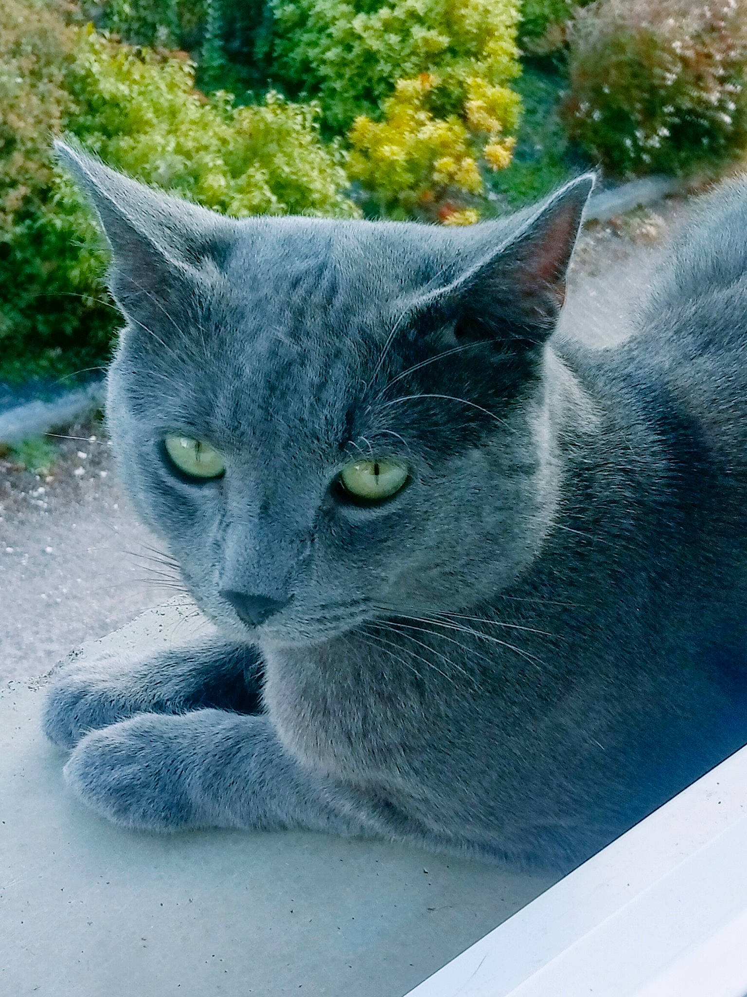 Croc Mou participe au concours pour gagner de l'argent avec cette photo : british_shorthair, burmese, carnivore, cat, chartreux, domestic_short_haired_cat, european_shorthair, felidae, korat, mammal, nebelung, russian_blue, small_to_medium_sized_cats, snout, vertebrate, whiskers