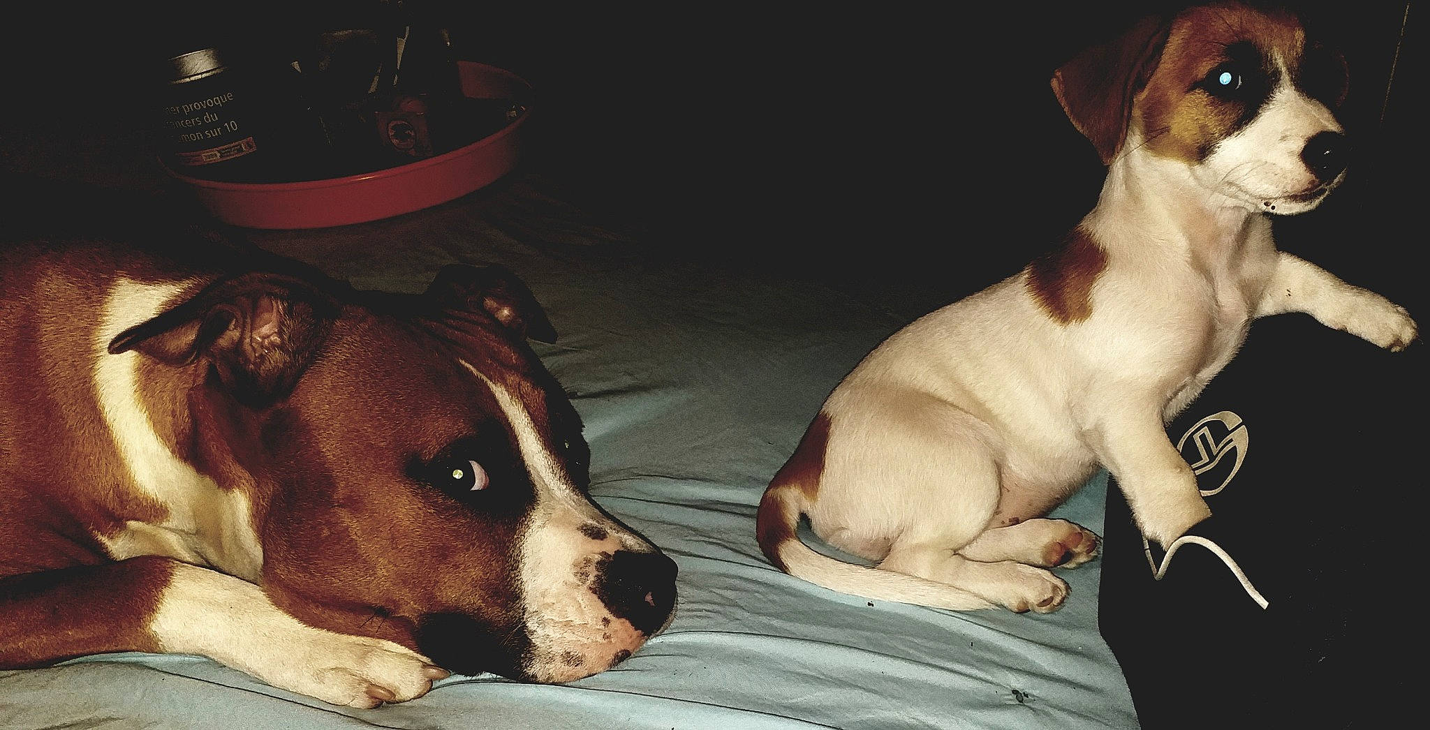 Naya a rejoint le concours — aidez-le/la à gagner de superbes lots ! brazilian_terrier, canidae, carnivore, companion_dog, danish_swedish_farmdog, dog, dog_breed, fawn, feist, irishjacks, jack_russell_terrier, mammal, puppy, puppy_love, rare_breed_dog, russell_terrier, sporting_group, teddy_roosevelt_terrier, terrier, vertebrate