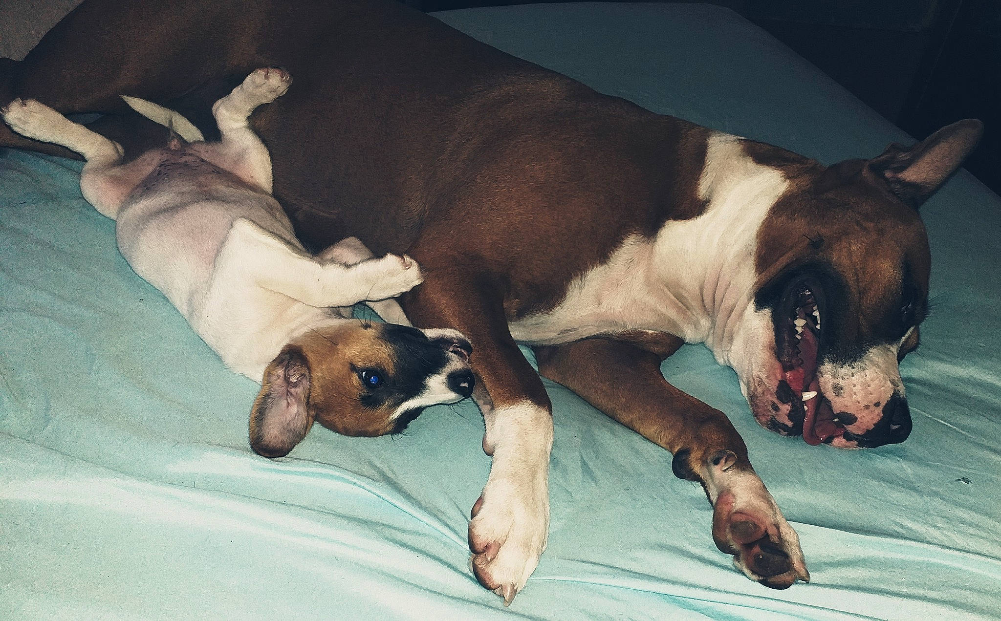 Naya a rejoint le concours — aidez-le/la à gagner de superbes lots ! american_staffordshire_terrier, boston_terrier, boxer, canidae, carnivore, companion_dog, dog, dog_breed, fawn, mammal, nap, non_sporting_group, paw, puppy, puppy_love, snout, sporting_group, valley_bulldog, vertebrate