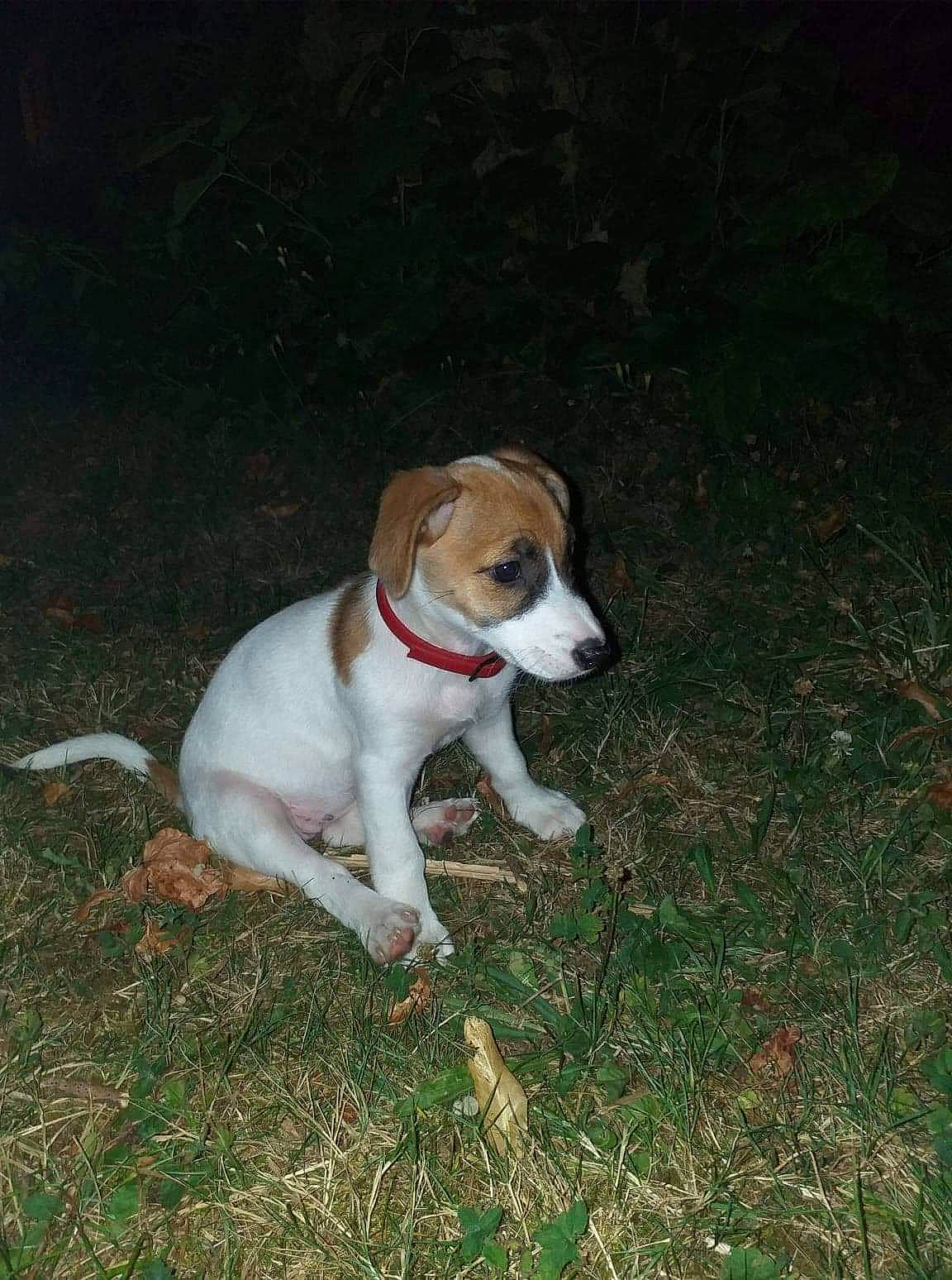 Naya a rejoint le concours — aidez-le/la à gagner de superbes lots ! american_foxhound, canidae, carnivore, companion_dog, dog, dog_breed, estonian_hound, feist, harrier, hunting_dog, irishjacks, mammal, plummer_terrier, rare_breed_dog, serbian_tricolour_hound, smooth_fox_terrier, sporting_group, treeing_feist, treeing_walker_coonhound, vertebrate