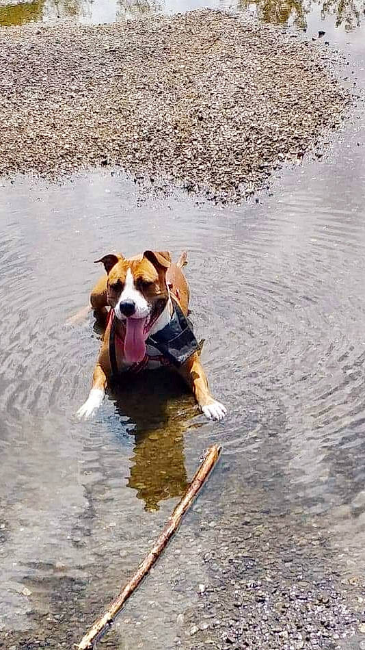 Shelsy a rejoint le concours — aidez-le/la à gagner de superbes lots ! american_staffordshire_terrier, canidae, carnivore, dog, dog_breed, hunting_dog, mammal, pembroke_welsh_corgi, play, puddle, sporting_group, water, welsh_corgi, working_dog