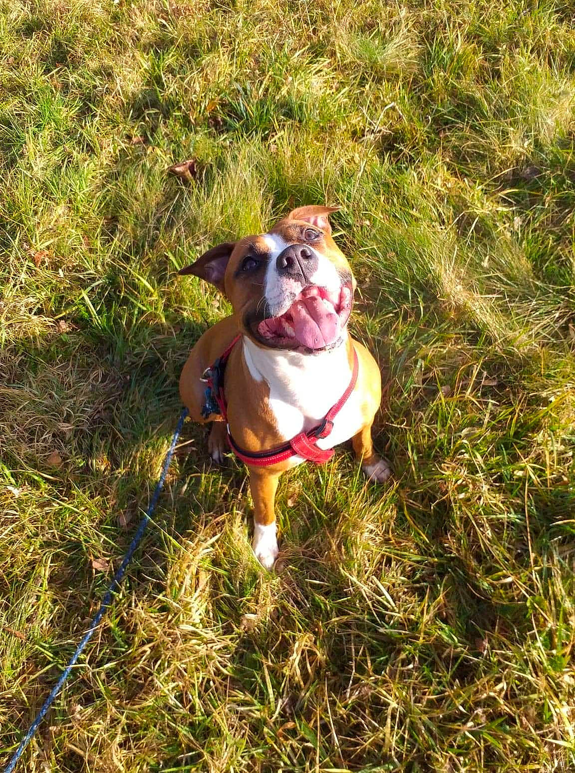 Shelsy a rejoint le concours — aidez-le/la à gagner de superbes lots ! adventure, american_bulldog, american_pit_bull_terrier, american_staffordshire_terrier, bulldog, canidae, carnivore, dog, dog_breed, fawn, grass, mammal, non_sporting_group, old_english_bulldog, olde_english_bulldogge, pit_bull