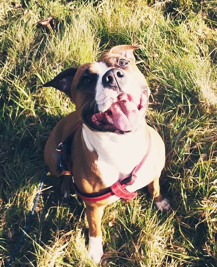 Shelsy participe au concours pour gagner de l'argent avec cette photo : adventure, american_bulldog, australian_bulldog, bulldog, canidae, carnivore, companion_dog, dog, dog_breed, dorset_olde_tyme_bulldogge, fawn, grass, mammal, non_sporting_group, olde_english_bulldogge, rare_breed_dog, renascence_bulldogge, snout, valley_bulldog, vertebrate
