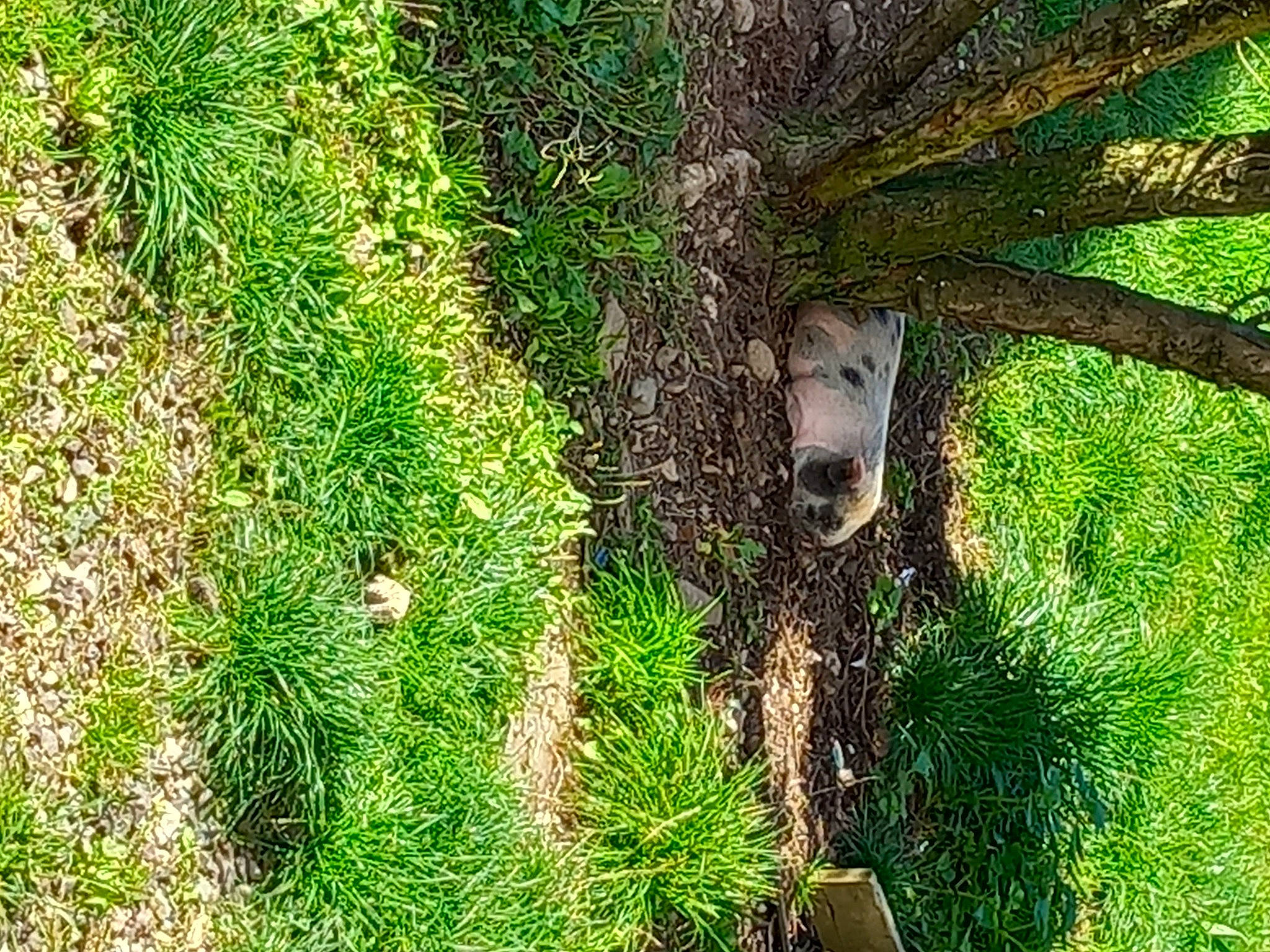 Daisy a rejoint le concours — aidez-le/la à gagner de superbes lots ! conifer, grass, grass_family, grassland, groundcover, landscape, natural_landscape, non_vascular_land_plant, pasture, people_in_nature, plant, shadow, shrub, soil, tail, terrestrial_animal, terrestrial_plant, tree, trunk, wood