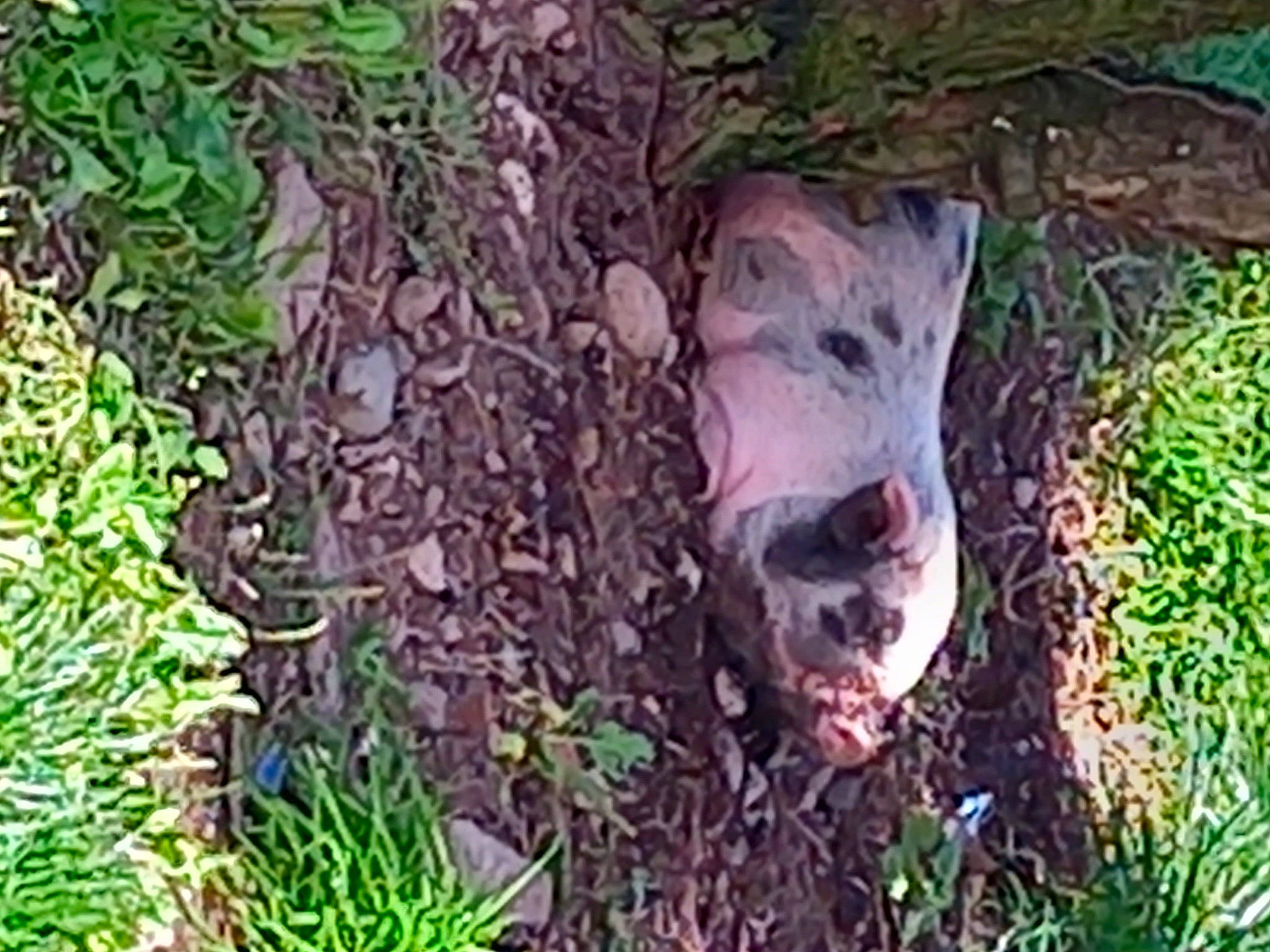 Daisy a rejoint le concours — aidez-le/la à gagner de superbes lots ! dog_breed, domestic_pig, fang, fawn, grass, groundcover, jungle, livestock, plant, snout, soil, sporting_group, suidae, terrestrial_animal, terrestrial_plant, toy, whiskers, wildlife, working_animal