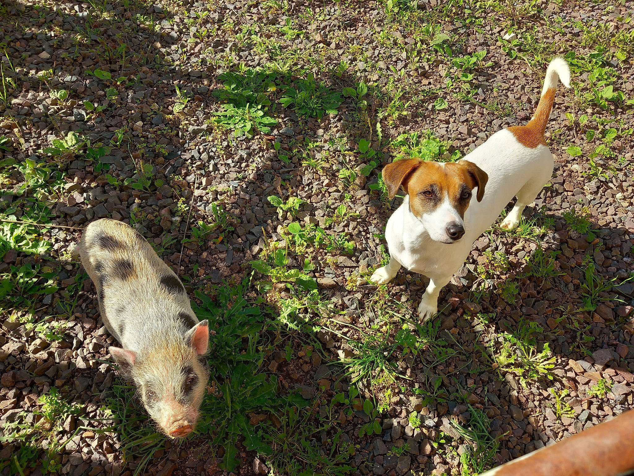 Daisy a rejoint le concours — aidez-le/la à gagner de superbes lots ! canidae, carnivore, companion_dog, dog, dog_breed, fawn, grass, groundcover, hound, landscape, natural_landscape, plant, rock, snout, soil, sporting_group, tail, terrestrial_animal, toy, wood