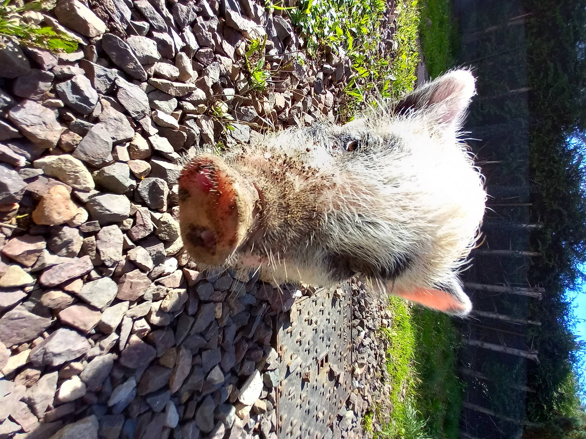 Daisy a rejoint le concours — aidez-le/la à gagner de superbes lots ! bedrock, carnivore, claw, cobblestone, dog_breed, fawn, foot, fur, grass, plant, snout, soil, sporting_group, tail, terrestrial_animal, tree, water, whiskers, wildlife