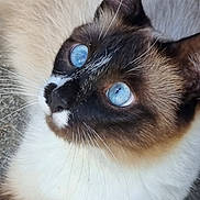 Dym'S participe au concours pour gagner de l'argent avec cette photo : animal, blue_eyes, cat, close_up, cute, ears, face, feline, fur, head, looking_up, mammal, nature, outdoor, pet, portrait, siamese_cat, texture, whisker, whiskers