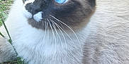 Dym'S a rejoint le concours — aidez-le/la à gagner de superbes lots ! animal, blue_eyes, cat, close_up, curious, cute, domestic_cat, face, fur, grass, head, mammal, nature, outdoor, pet, portrait, resting, siamese_cat, whisker, whiskers
