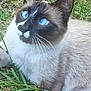 animal, blue_eyes, cat, close_up, curious, cute, domestic_cat, face, fur, grass, head, mammal, nature, outdoor, pet, portrait, resting, siamese_cat, whisker, whiskers